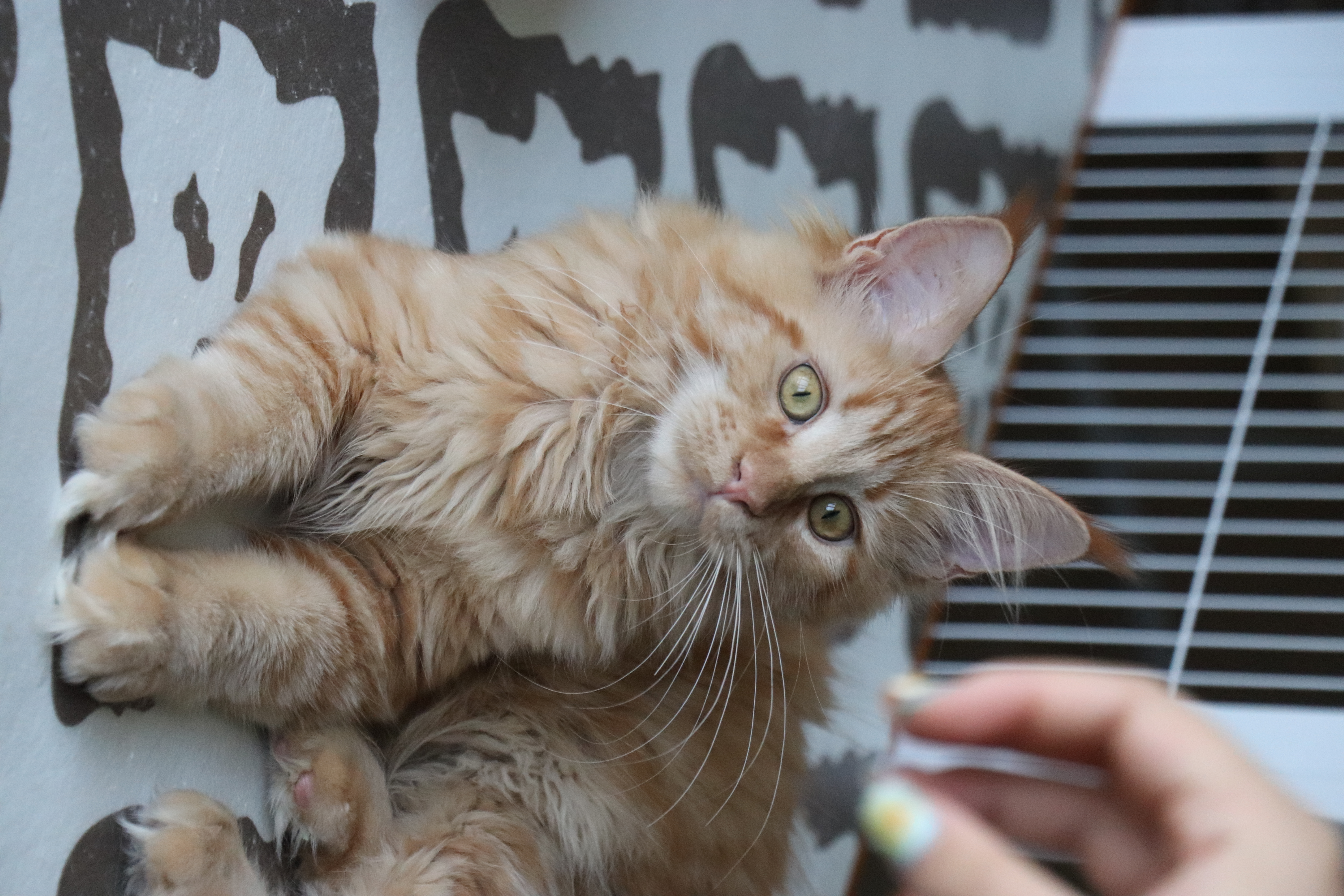 缅因猫 红虎妹妹